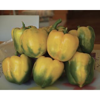 Compra PIMIENTO CUNEO GIALLO F1 (1.000 Semillas) en la tienda online Fito Agrícola
