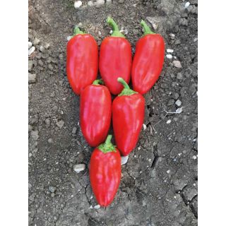 Compra PIMIENTO FURRET F1 (500 Semillas). en la tienda online Fito Agrícola