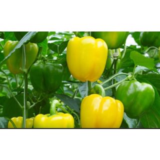 Compra PIMIENTO GARBAJOSA F1 (1000 Semillas). en la tienda online Fito Agrícola