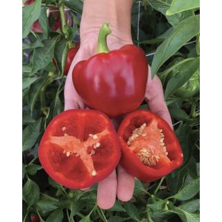 Compra PIMIENTO KALABRY F1 (5.000 Semillas) en la tienda online Fito Agrícola