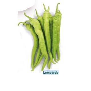 Compra PIMIENTO LOMBARDO (1.000 Semillas). en la tienda online Fito Agrícola