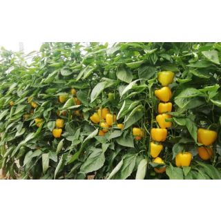 Compra PIMIENTO MOSCATO F-1 (1.000 Semillas). en la tienda online Fito Agrícola