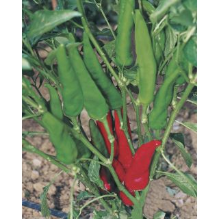 Compra PIMIENTO PAESANELLO (5.000 Semillas) en la tienda online Fito Agrícola