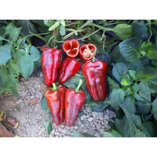 Compra PIMIENTO ROCIGALGO F1 (1.000 Semillas) en la tienda online Fito Agrícola