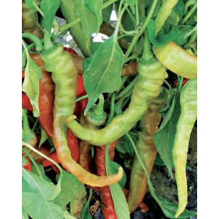 Compra PIMIENTO SIGARETTA BIONDO (5.000 Semillas) en la tienda online Fito Agrícola