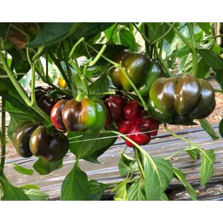 Compra PIMIENTO STAN F1 (1.000 Semillas) en la tienda online Fito Agrícola