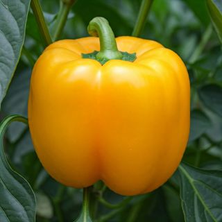 Compra PIMIENTO RIBATEJO F1 (1.000 Semillas). en la tienda online Fito Agrícola