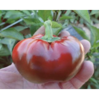 Compra PIMIENTO TOPEPO ROSSO (ÑORA) (5.000 Semillas) en la tienda online Fito Agrícola