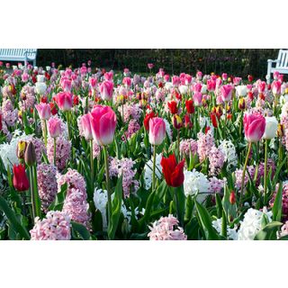 Compra PINK REVELATION (100 Unid.). en la tienda online Fito Agrícola