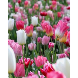 Compra PINKS AND A TOUCH OF WHITE (100 Unid.). en la tienda online Fito Agrícola