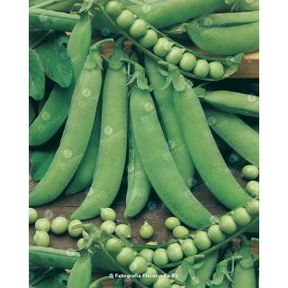 Compra GUISANTE RAINIER (5 Kgr.) en la tienda online Fito Agrícola