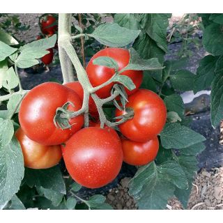 Compra TOMATE PITAGORA F1 (1.000 Semillas) en la tienda online Fito Agrícola