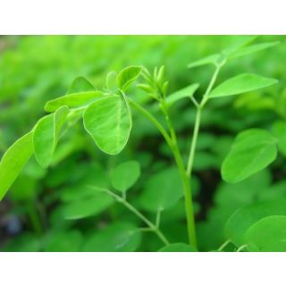 Compra MORINGA en la tienda online Fito Agrícola
