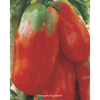 Compra TOMATE SCATOLONE 3 Pildorado (5.000 Semillas). en la tienda online Fito Agrícola