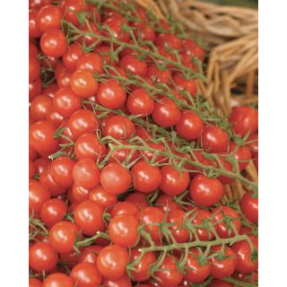 Compra TOMATE CHELSEA MINI F1 (1.000 Semillas). en la tienda online Fito Agrícola