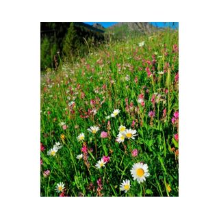 Compra ATLANTICA DE FLORES SILVESTRES (500 gr.). en la tienda online Fito Agrícola