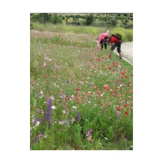 Compra MEDITERRANEA MIXTA (100 gr.). en la tienda online Fito Agrícola