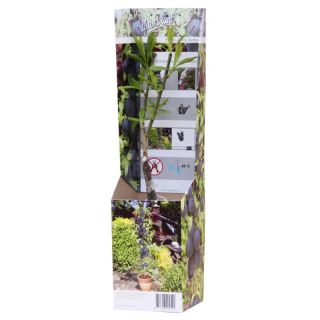 Compra CIRUELO BLACK AMBER ENANO (1 Unid.). en la tienda online Fito Agrícola