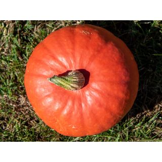 Compra CALABAZA FLEXI KURI F1 (1000 Semillas). en la tienda online Fito Agrícola