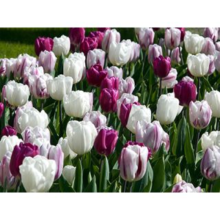 Compra PURPLE BLING (100 Unid.). en la tienda online Fito Agrícola