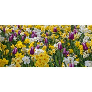 Compra PURPLE DETAILS (100 Unid.). en la tienda online Fito Agrícola