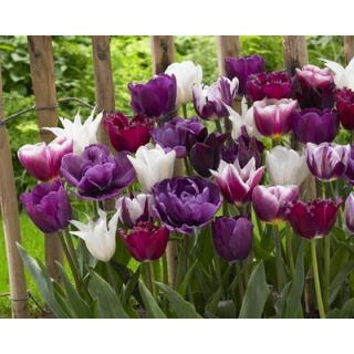 Compra PURPLE PUNCH (100 Unid.). en la tienda online Fito Agrícola