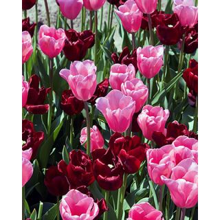 Compra QUEENS (100 Unid.). en la tienda online Fito Agrícola