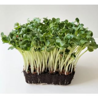 Compra RABANITO DAIKON MICROGREENS ECOLÓGICO (500 gr.). en la tienda online Fito Agrícola