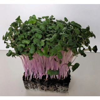 Compra RABANITO CHINO ROSA MICROGREENS ECOLÓGICO (5 Kgr.). en la tienda online Fito Agrícola
