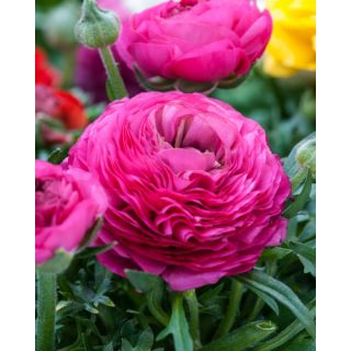 Compra RANÚNCULOS PINK (100 Unid.) en la tienda online Fito Agrícola