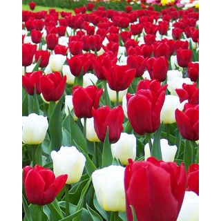 Compra REASON TO BE CHEERFUL (100 Unid.). en la tienda online Fito Agrícola