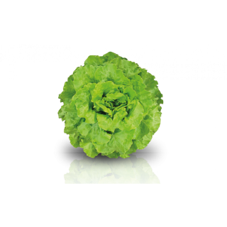 Compra LECHUGA RASMUSSEN RZ Pildorada (5.000 Semillas). en la tienda online Fito Agrícola