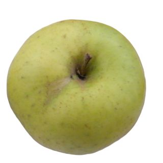 Compra MANZANO REINETA BLANCA DEL CANADA en la tienda online Fito Agrícola