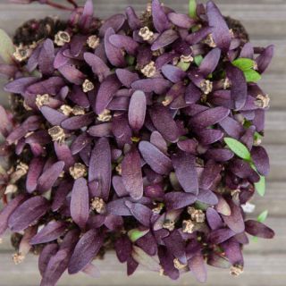Compra REMOLACHA SANGRE DE TORO MICROGREENS ECOLÓGICA (500 gr.). en la tienda online Fito Agrícola