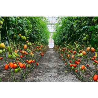 Compra TOMATE RETADOR F1 (1000 Semillas). en la tienda online Fito Agrícola