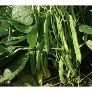 Compra JUDÍA ROCHELLE (5 Kgr.). en la tienda online Fito Agrícola