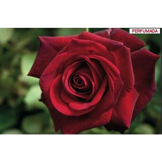 Compra ROSAL EDITH PIAF ® Meiramboys (Trepador) en la tienda online Fito Agrícola