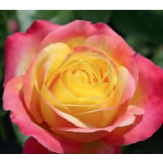 Compra ROSAL Oriental PEACE ® - Baipeace en la tienda online Fito Agrícola