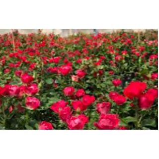 Compra ROSAL ZEPETI ® - Meibenbino en la tienda online Fito Agrícola