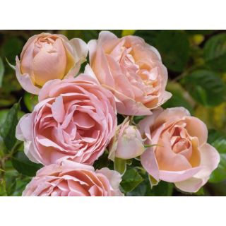 Compra ROSAL AUGUSTE ESCOFFIER® - Meizasmyne en la tienda online Fito Agrícola