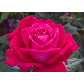 Compra ROSAL ELEGANCE® FRANÇAISE - Meithatie en la tienda online Fito Agrícola