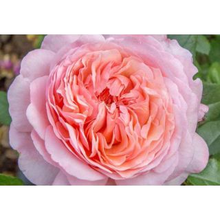 Compra ROSAL JEAN DE LA FONTAINE® - Meiffable en la tienda online Fito Agrícola