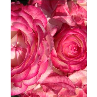 Compra ROSAL LA MINUETE en la tienda online Fito Agrícola