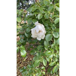 Compra ROSAL LOOPING® Meibeljenb (Llorón) en la tienda online Fito Agrícola