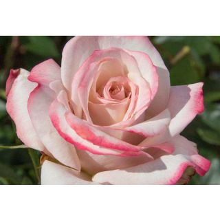 Compra ROSAL LYON LUMIERES® Meivanae en la tienda online Fito Agrícola