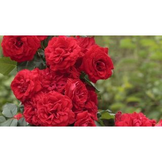 Compra ROSAL NEGRESCO® - Meigrappo (Trepador) en la tienda online Fito Agrícola