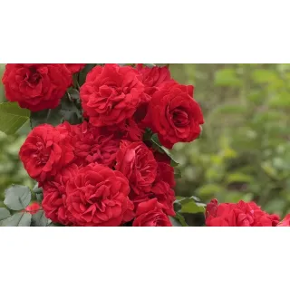 Compra ROSAL NEGRESCO® - Meigrappo (Trepador) en la tienda online Fito Agrícola