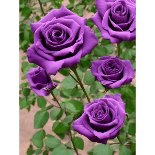 Compra ROSAL LADY X en la tienda online Fito Agrícola