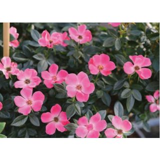 Compra ROSAL ZEPETI ® Pink Glow Meissoniet en la tienda online Fito Agrícola