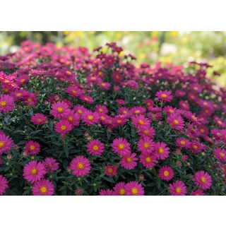 Compra ASTER TIARA ROYAL PINK (126 Plantas) en la tienda online Fito Agrícola